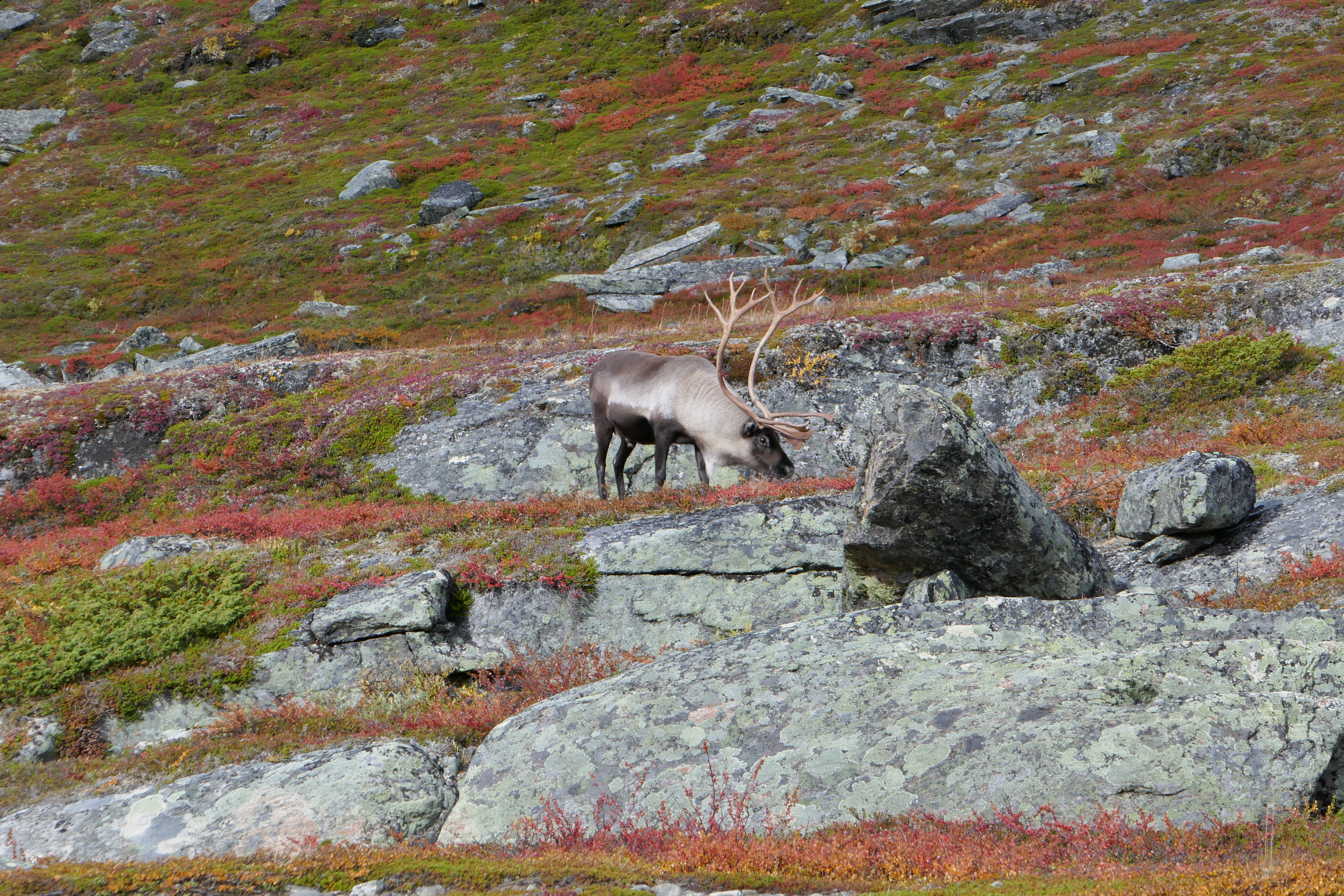 Reindeer