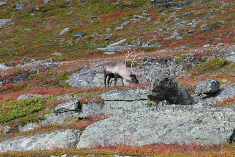 Reindeer